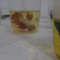 فایتر (ماهی جنگجو )