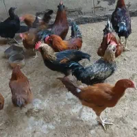 خروس رسمی محلی