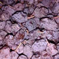 مویز بش درجه1 دشمن زیاری را مستقیم از باغ دار بخر