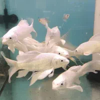 کوی مایان و پلاتینیوم و بقیه نژاد ها|ماهی|فولادشهر, B4|دیوار