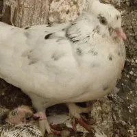 ۱۸عدد کبوتر تک پر همه پرشی جفت هستن