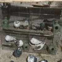 کبوتر پرشی بالای ۸ ساعت به شرط