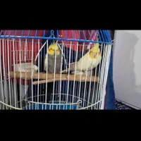 یک جفت عروس هلندی