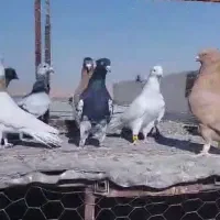 کفتر|پرنده|شیراز, قلات|دیوار