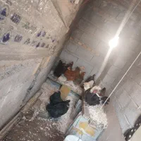 مرغ مرندی ،محلی ، لهستانی