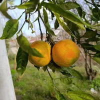 میوه نارنج آبدار