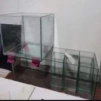 آکواریوم|ماهی|لنگرود, |دیوار