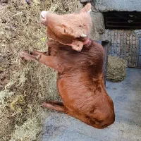 گاو گوشتی|حیوانات مزرعه|آق قلا, |دیوار