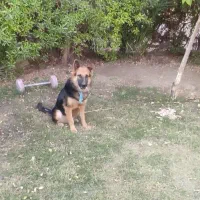 ژرمن|سگ|شوش, |دیوار