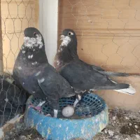 کفتر شیرازی خشگل