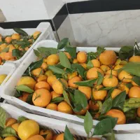 فروش نارنگی محلی قائمشهر