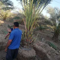 تولید کننده انواع نخل برحی مجول پیارم وانواع چمن|خدمات باغبانی و درختکاری|اهواز, زیتون کارمندی|دیوار