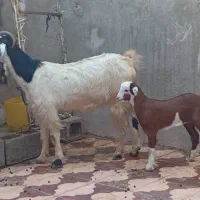 بز های کهره دار