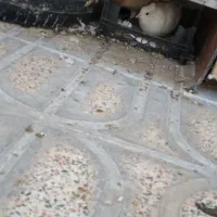 یه ۱۰تا۱۲ کفتر خوب رنگی هوای زیر قیمت معاوضه|پرنده|محمدشهر, محمدشهر|دیوار