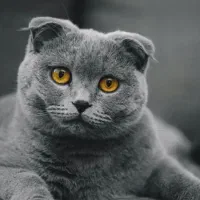 واگزاری اسکاتیش فولد ماده