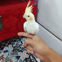 لوتینو پرنده