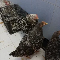 مرغ گلین خال دار۳عدد باهم میفروشم