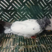 بشی گو|پرنده|مرند, |دیوار