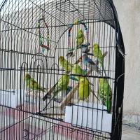 مرغ عشق|پرنده|سنندج, |دیوار