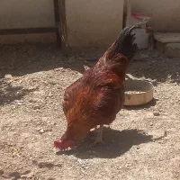 خروس سرحال