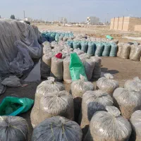 پخش ذرت علوفه ای