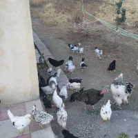 مرغ وخروس  گلین وبرهما