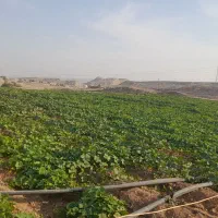 خیار سبز