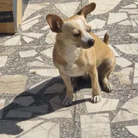 واگذاری سگ شیواوا