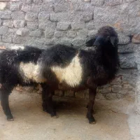 دوتا بره نر پایی پروارفروشی