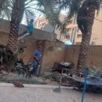 بریدن نخل و هرس و سمپاشی و تقویت گرد افشانی نخل