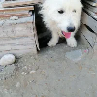 سگ.|سگ|برازجان, |دیوار