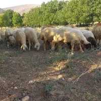 بره.کاور
