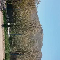 باغ-برف-انبار-فردو-معاوضه