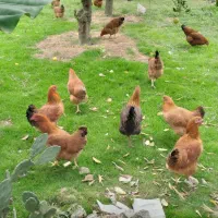 مرغ محلی گلپایگانی هشت ماهه تخم گذار