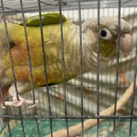 گرینچیک نر|پرنده|قم, پردیسان|دیوار