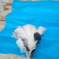 شا پر علامت یا علم