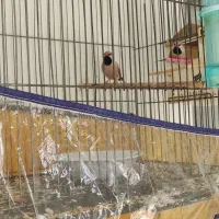 فنچ کراواتی|پرنده|شیراز, نیایش|دیوار