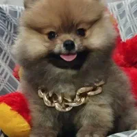 واگذاری پامر خرسی عروسکی اصیل|سگ|تهران, علم و صنعت|دیوار