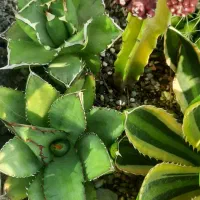 اگاو کاکتوس|گل و گیاه طبیعی|ری, هاشمآباد|دیوار