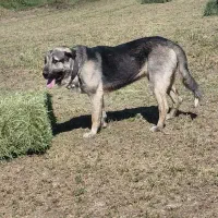 پژدر اصل توله کول کوله|سگ|دهگلان, |دیوار