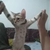 گمشده (در تپه ی کلهراوا جنب فاروق اعظم)