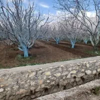 ب سلام سمپاش و خردکن کرای درخدمت دوستان عزیز هستم|خدمات باغبانی و درختکاری|اشنویه, |دیوار