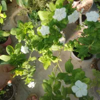 گلدون پریوش زیبا مخصوص باغچه در تمام فصلها گل دارد