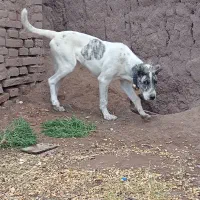 سگ گم شده|حیوانات|سبزوار, قصبه شرقی|دیوار