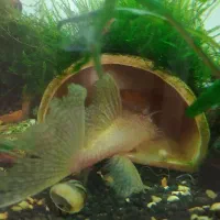 ماهی کت پوز بوته ای|ماهی|مشهد, الهیه|دیوار