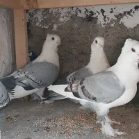 کبوتر بلژیکی (یک جفت به همراه یک عدد جوجه)