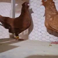 جفتی سالم و ذات دار . دم سفید و سبز و سار زرد وسرخ