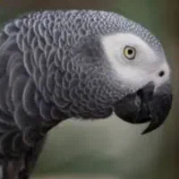 کاسکو گمشده
