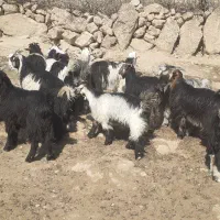 بیگ یک ساله نمونه داشتی