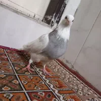 کفتر زاغ موشی المانی، طوقی الماسی، خال شصتی